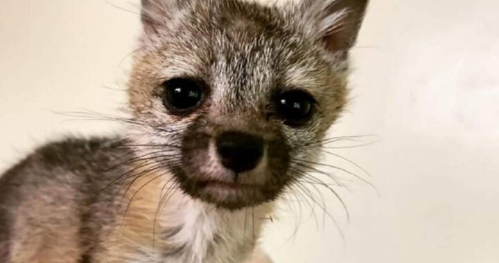 Cucciolo di volpe adotta un cane