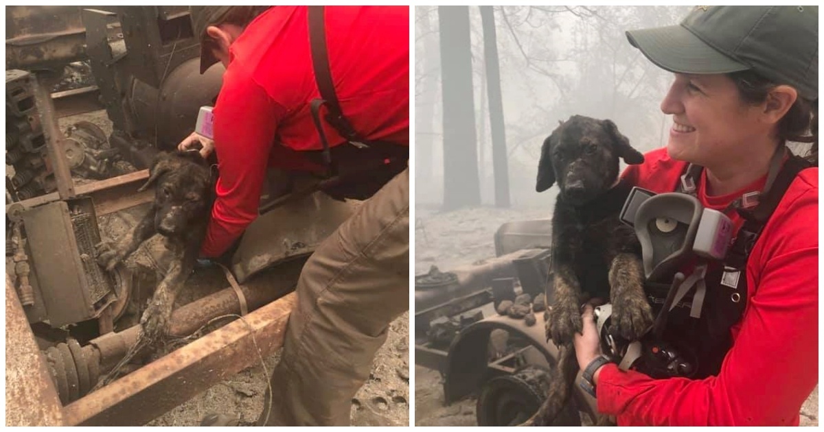 Il salvataggio di un cucciolo