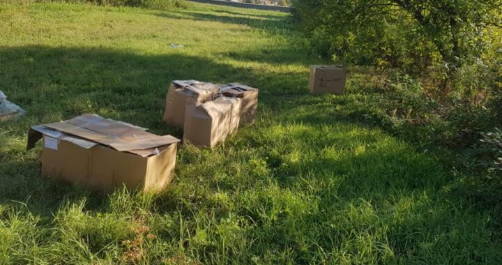 Abbandonati dodici cuccioli in delle scatole