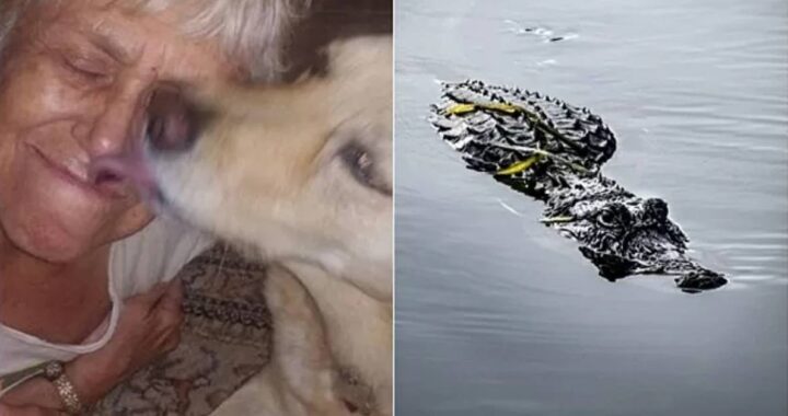 alligatore donna e cane