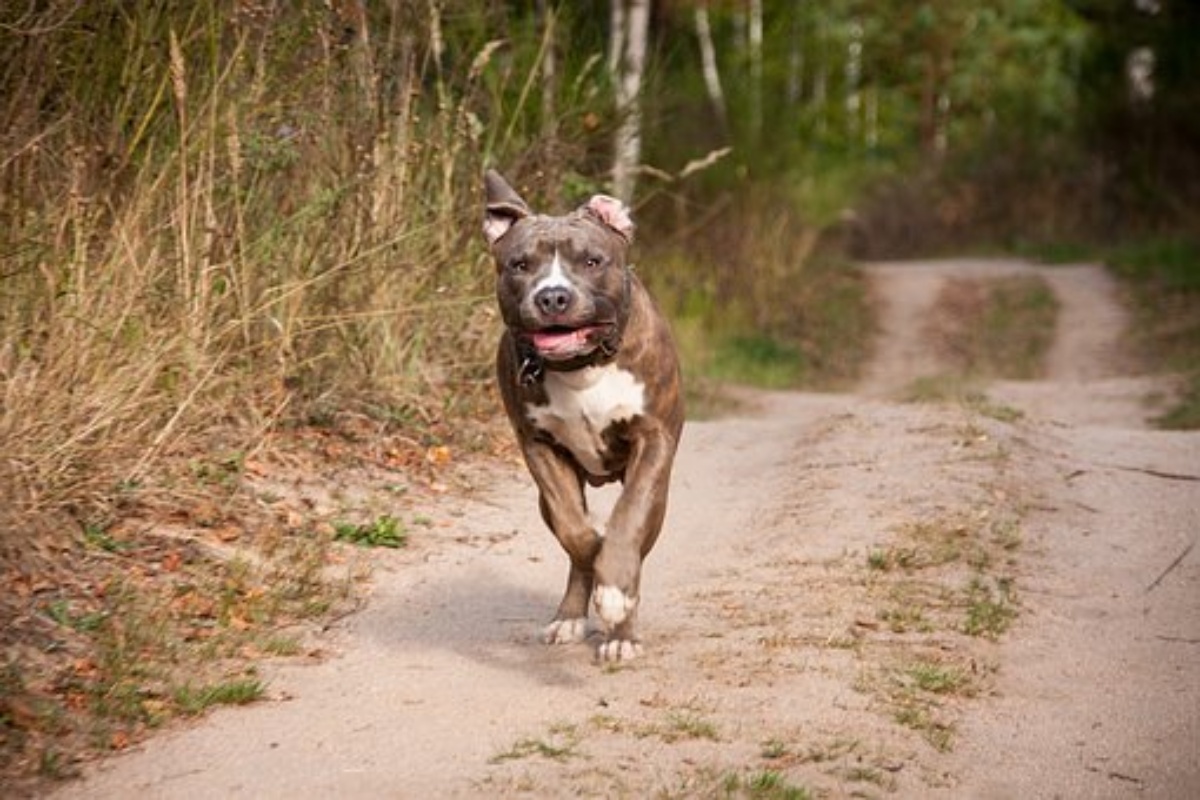 due cani Amstaff attaccano e uccidono una signora di 89 anni