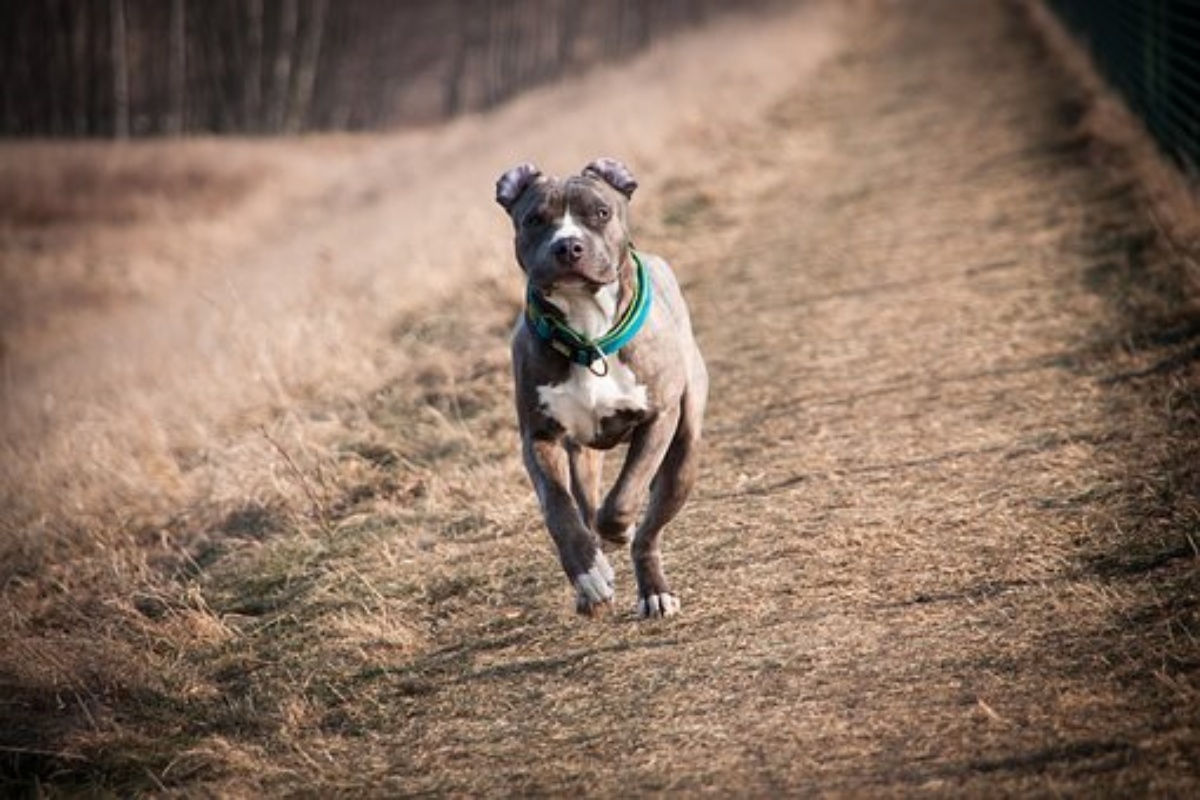 due cani Amstaff attaccano e uccidono una signora di 89 anni