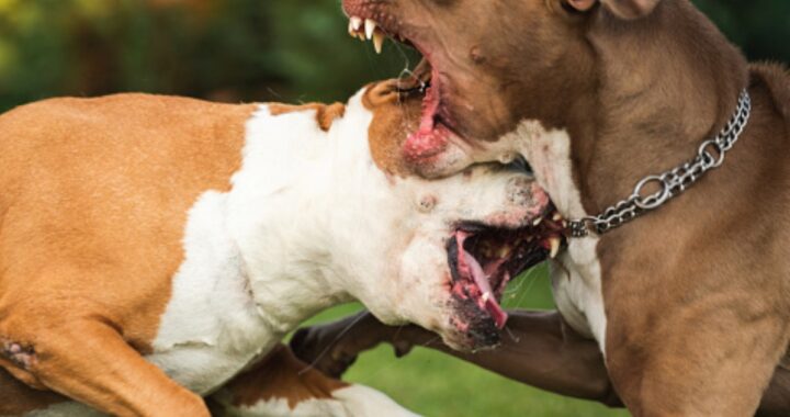 due cani Amstaff attaccano e uccidono una signora di 89 anni