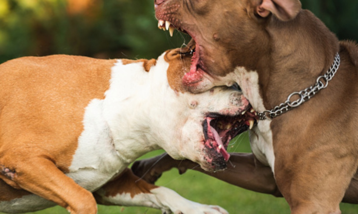 due cani Amstaff attaccano e uccidono una signora di 89 anni 