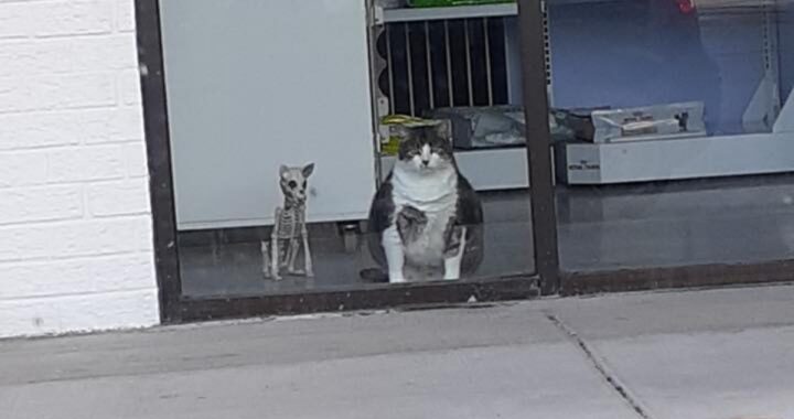 fat fred cartello