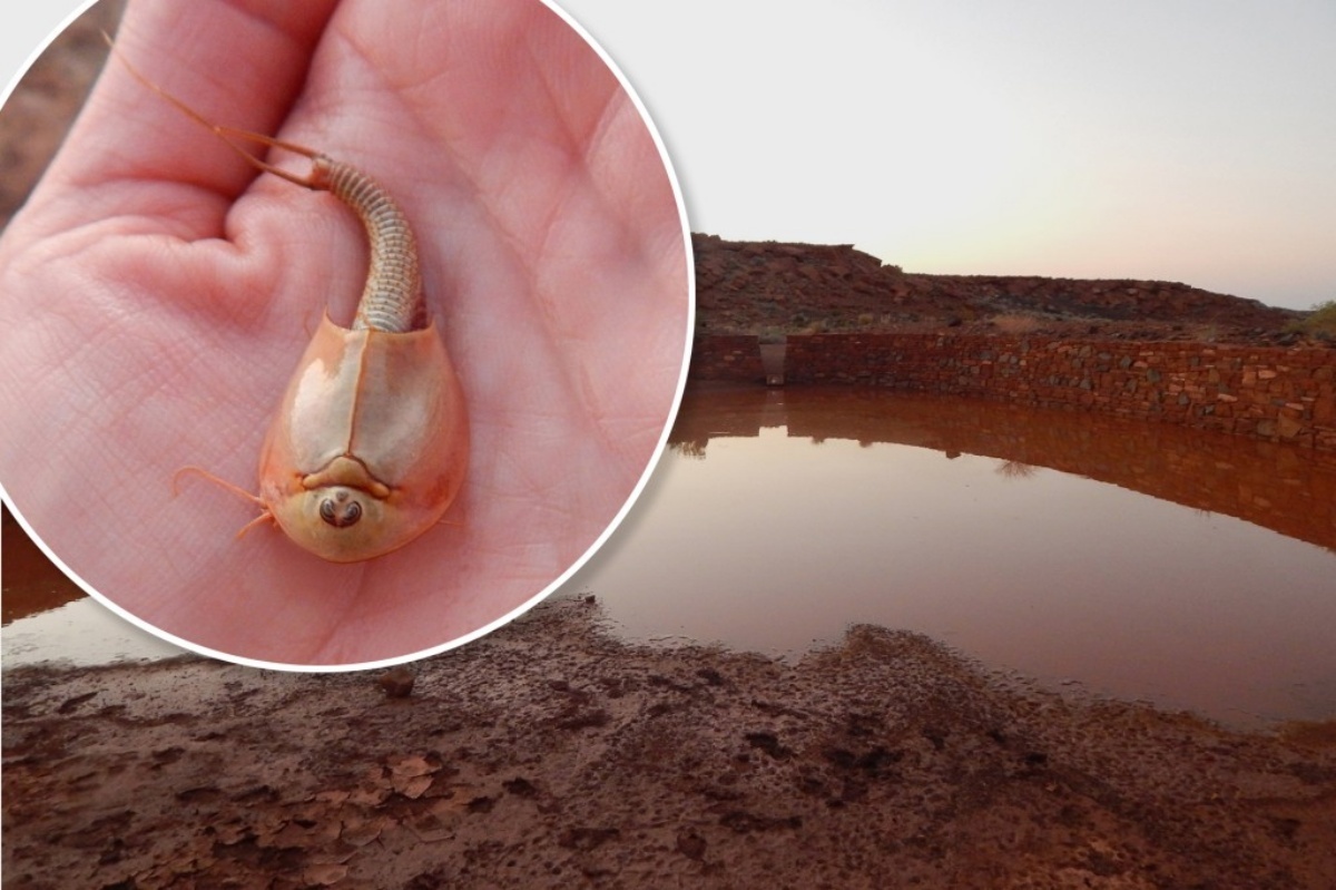 Find three-eyed dinosaur shrimp