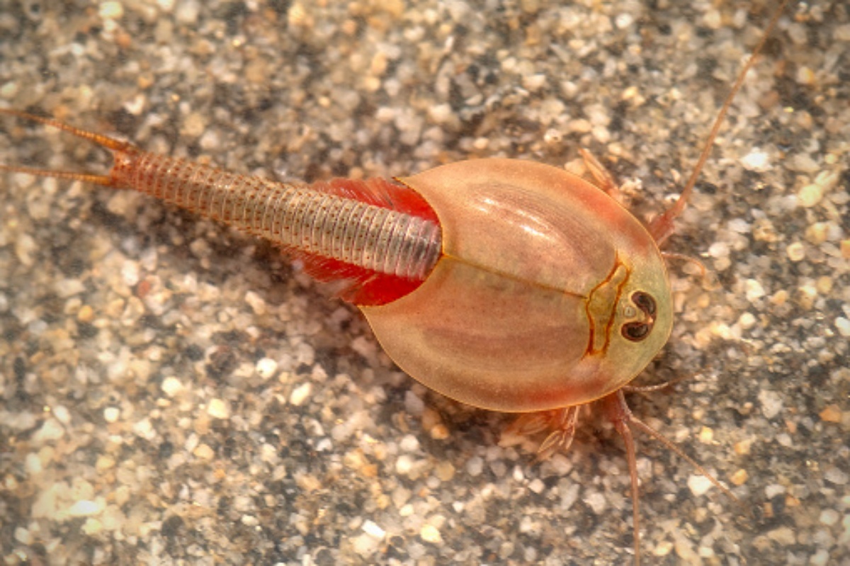 Find three-eyed dinosaur shrimp