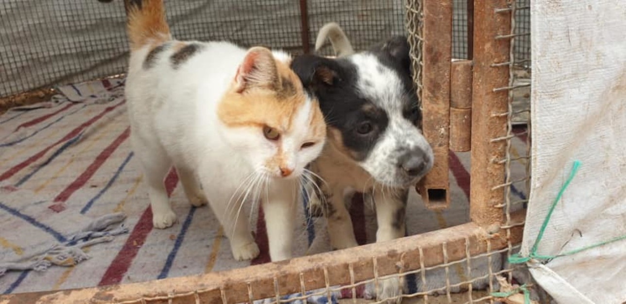 perso la mamma in un incidente in strada