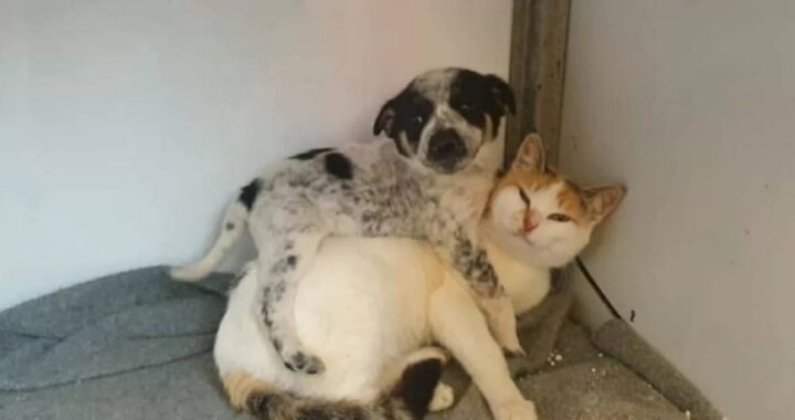 cucciolo e gattina