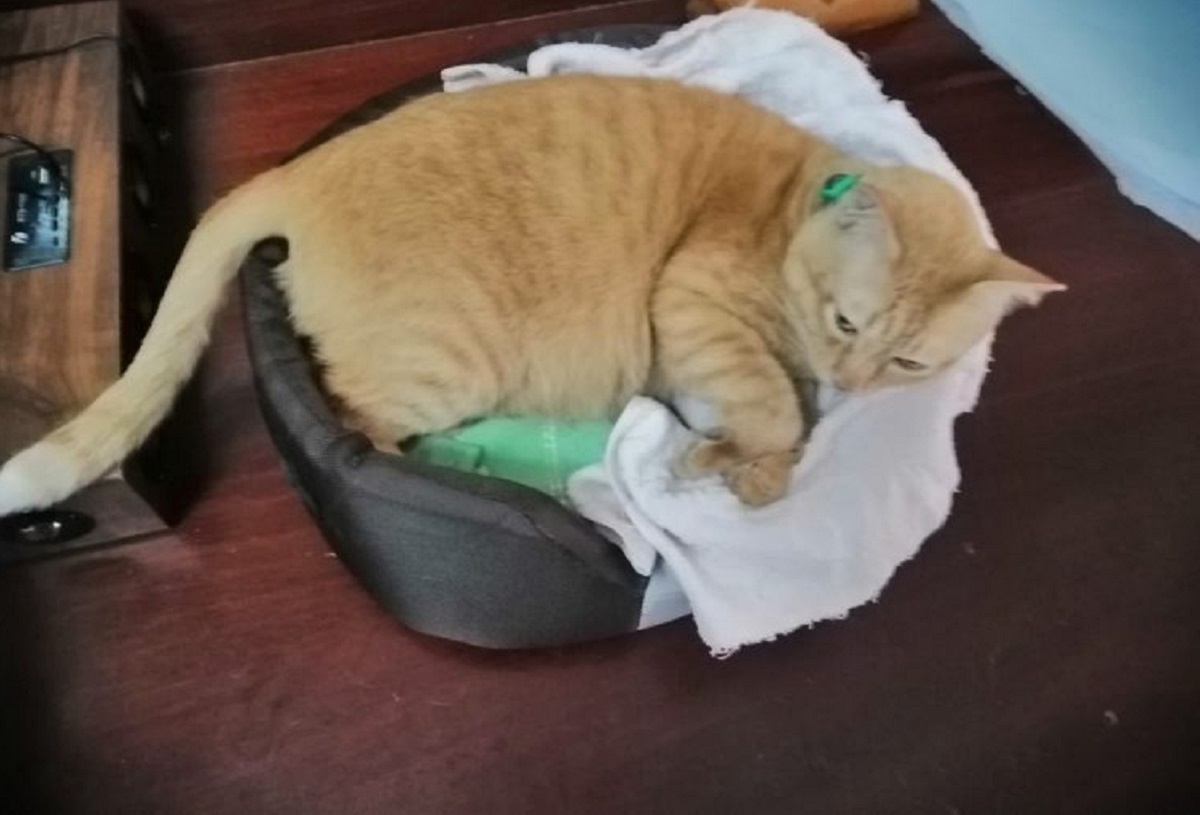 Gattina piange tutte le sere davanti alla foto della sua defunta padrona