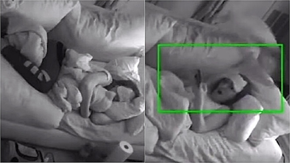 Gattine euforiche disturbano il sonno della loro proprietaria