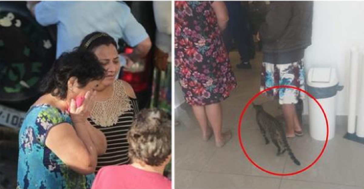 Gattino scappa di casa per andare alla veglia funebre della sua bambina