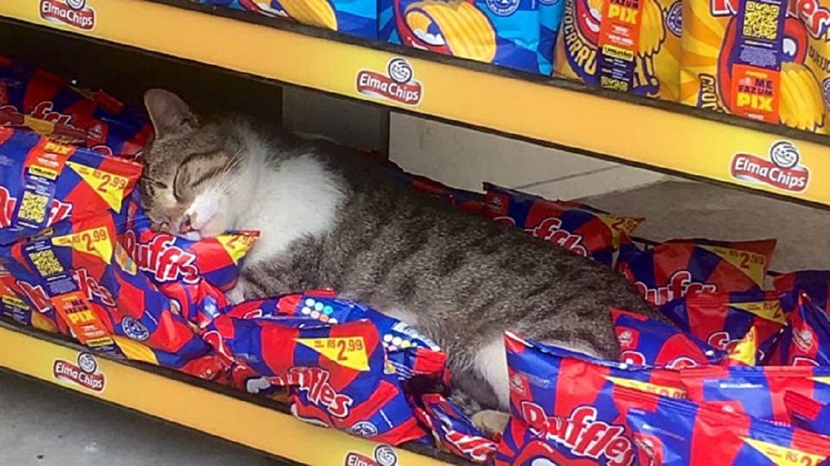 Gatto dorme sdraiato al supermercato sopra alcuni pacchetti di snack
