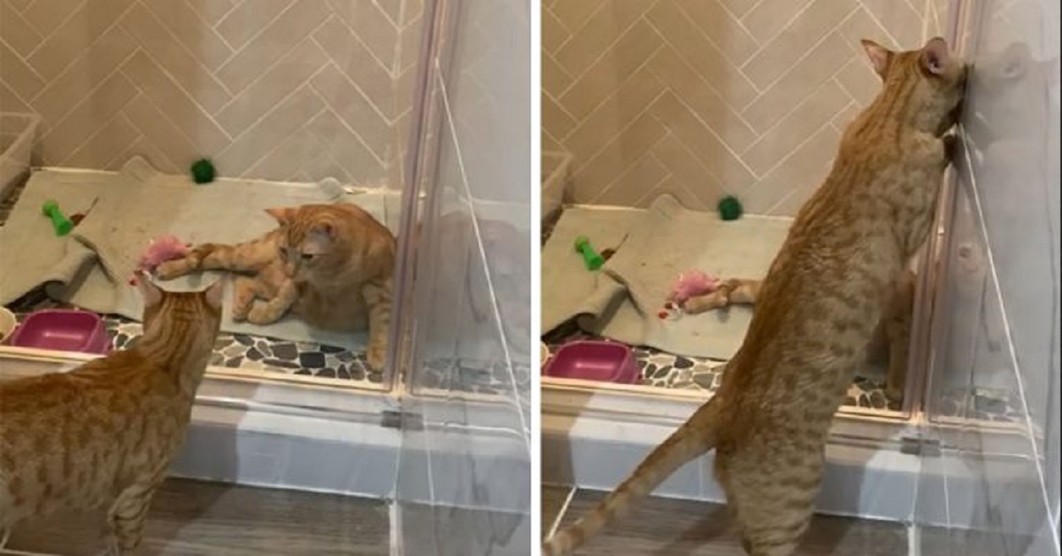Cat learns to open the shower door