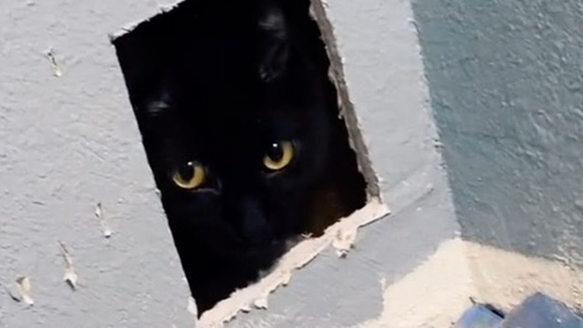 Gatto rimane intrappolato in un muro