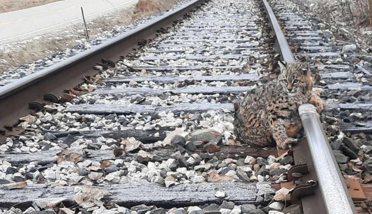 Gatto selvatico attaccato ai binari ghiacciati, salvato da un buon samaritano
