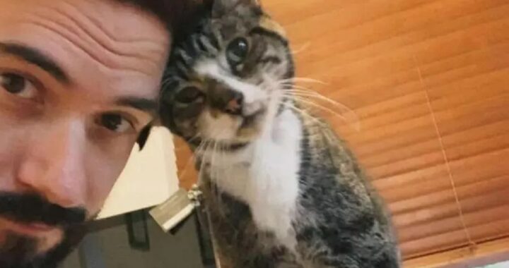 Gatto sparito da più di dieci anni