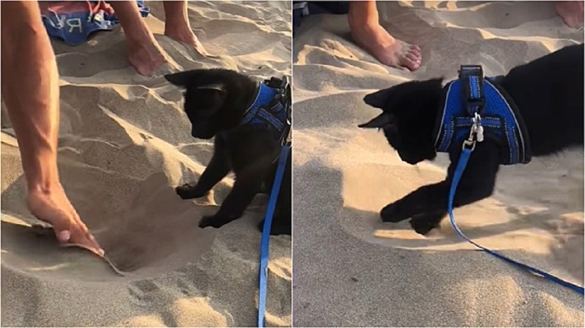 Gatto vede la spiaggia per la prima volta