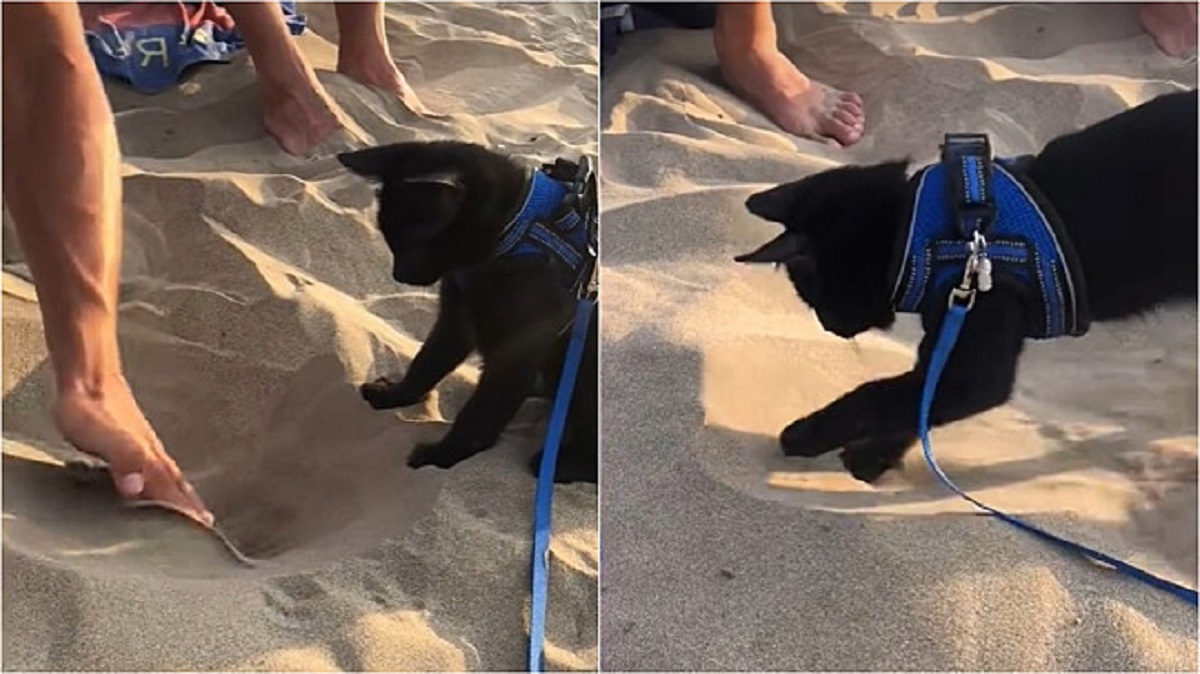 Gatto vede la spiaggia per la prima volta e rimane incantato dalla sabbia