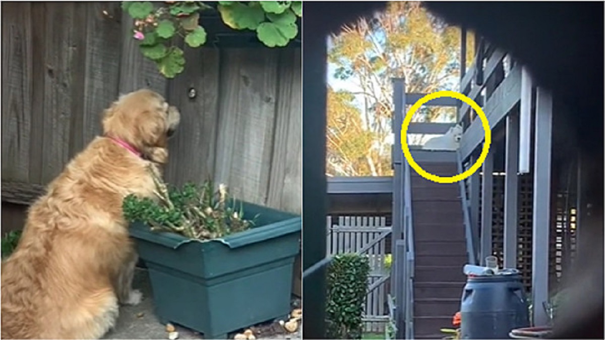 Golden Retriever guarda nel buco della recinzione per vedere il cucciolo vicino di casa