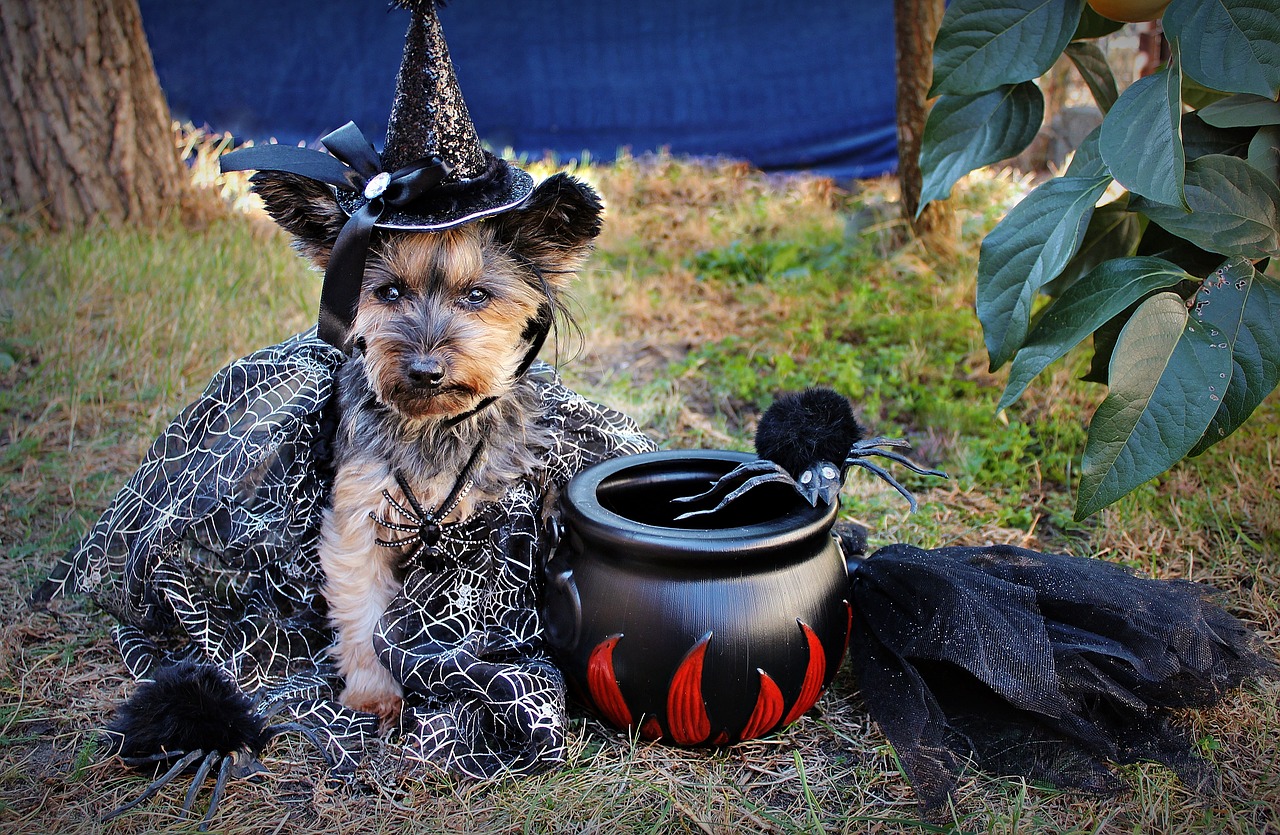 Halloween costumi per cani e gatti, per festeggiare il 31 ottobre insieme