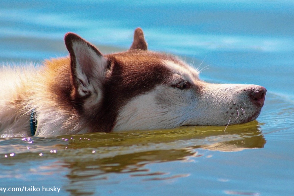 husky swimming pool