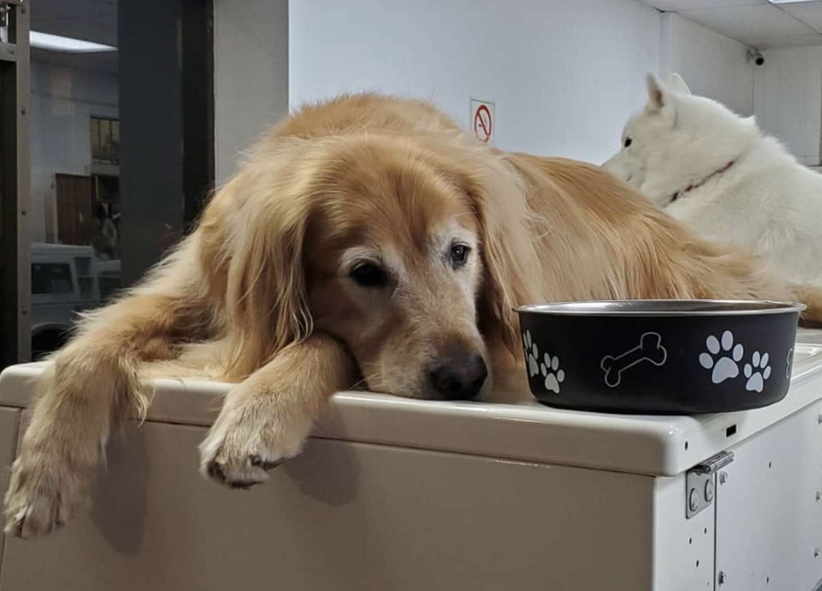 Il cane lavora alla lavanderia automatica. E non riesce a smettere di fare pisolini sulle lavatrici