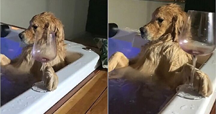 cane nella vasca idromassaggio