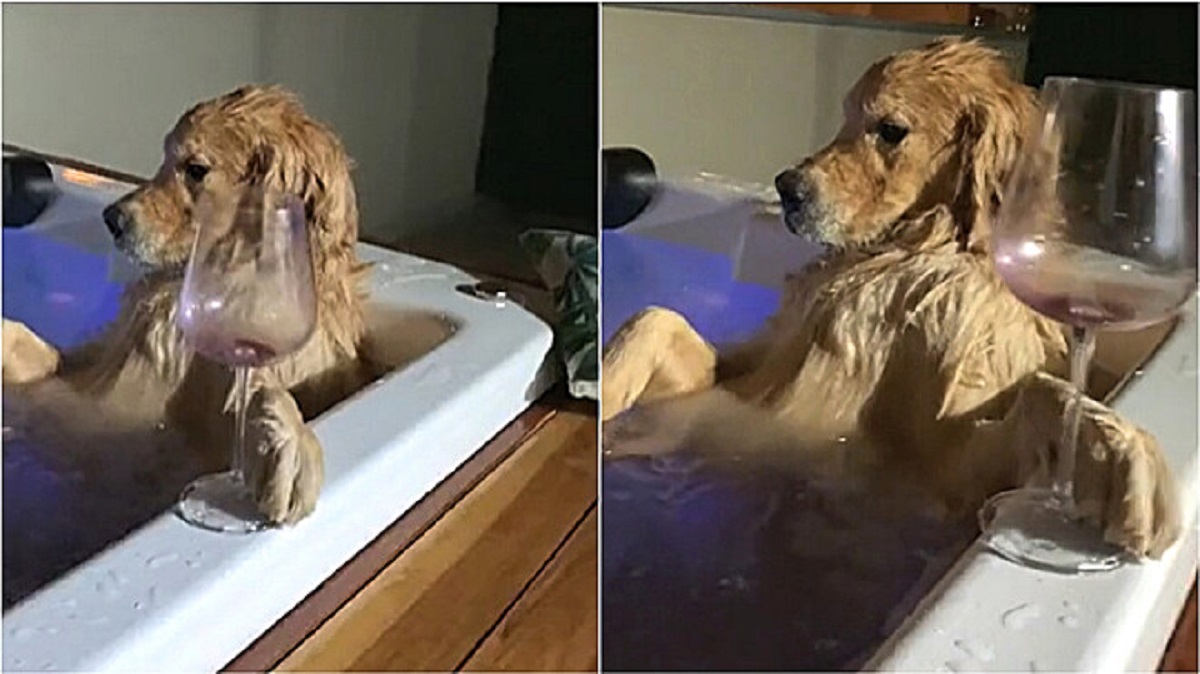 dog in the hot tub