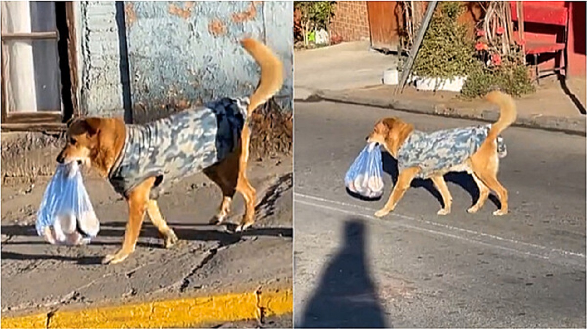 Il cane porta a casa un sacco di pane