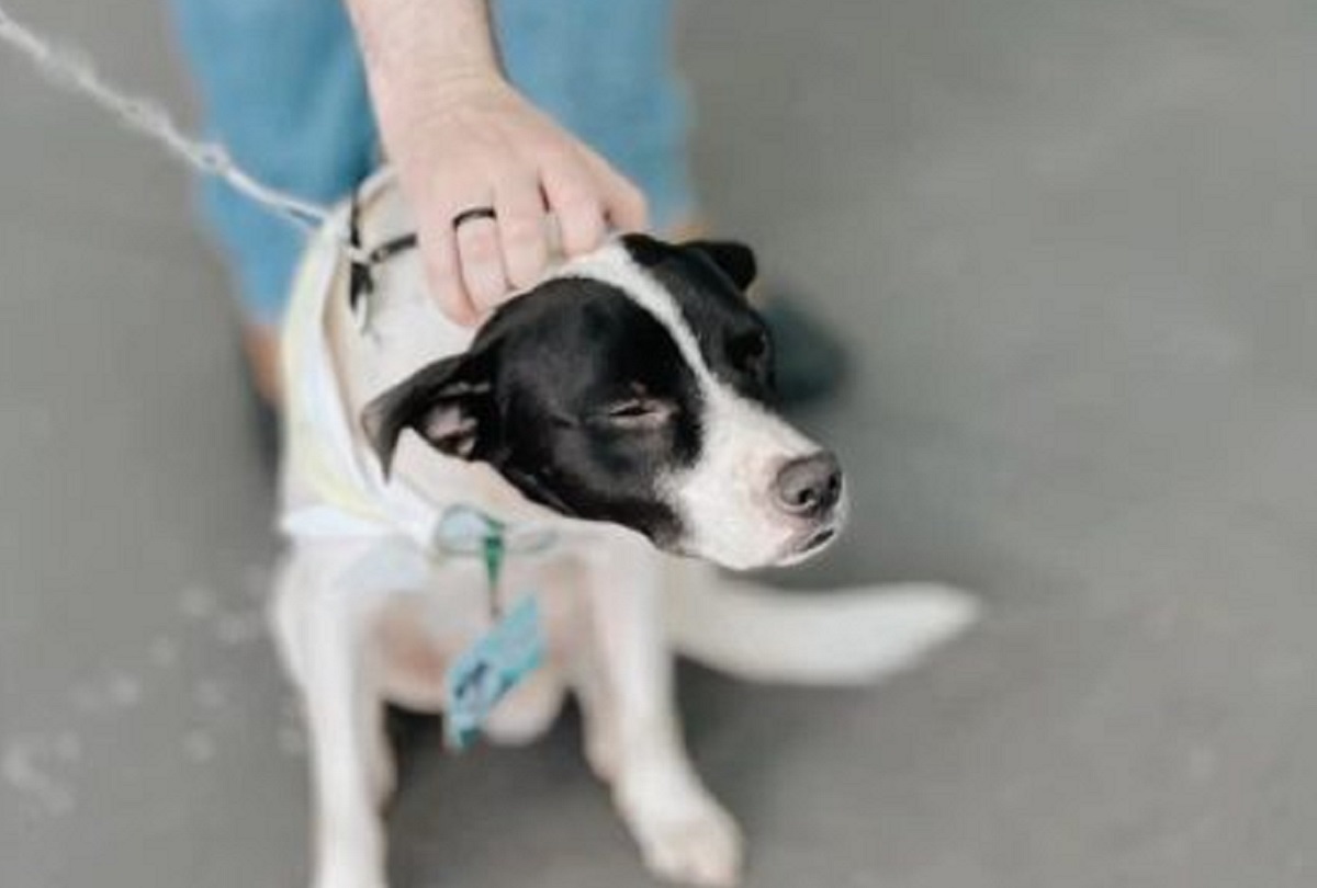 Il cane randagio trova la casa dei suoi sogni in una farmacia