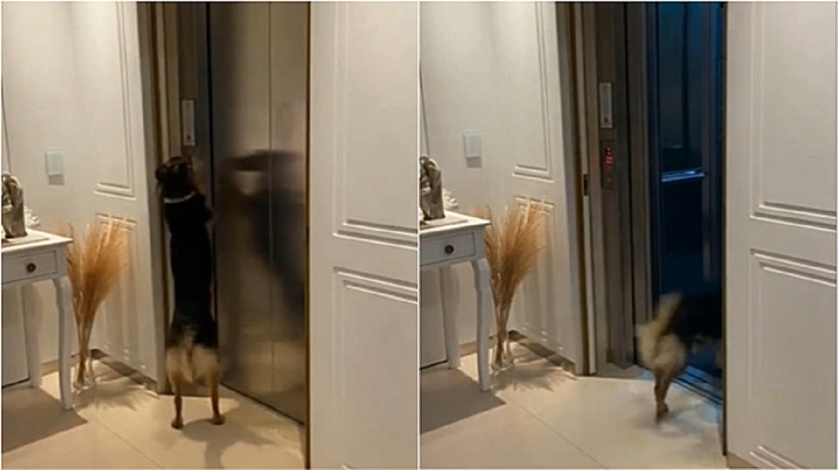 Il cane scappa dall’appartamento e scende da solo con l’ascensore per giocare