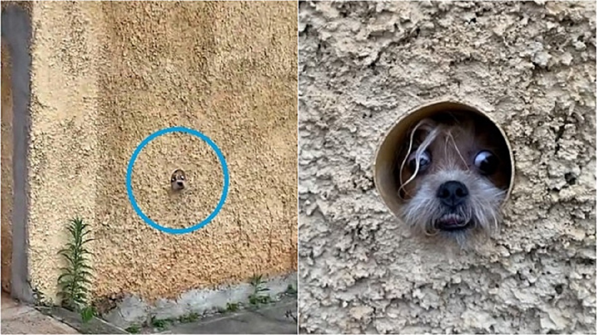 cane spia dal tubo nel muro
