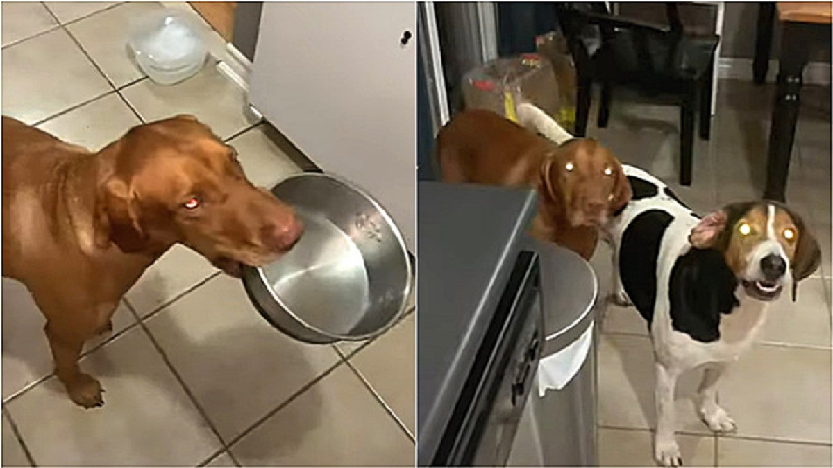 Dog holds the bowl in his mouth