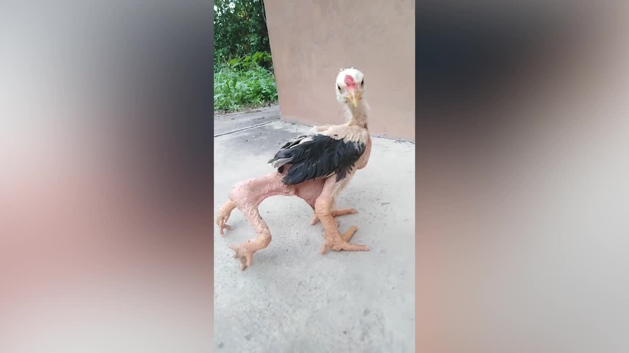 pollo con 4 zampe enormi