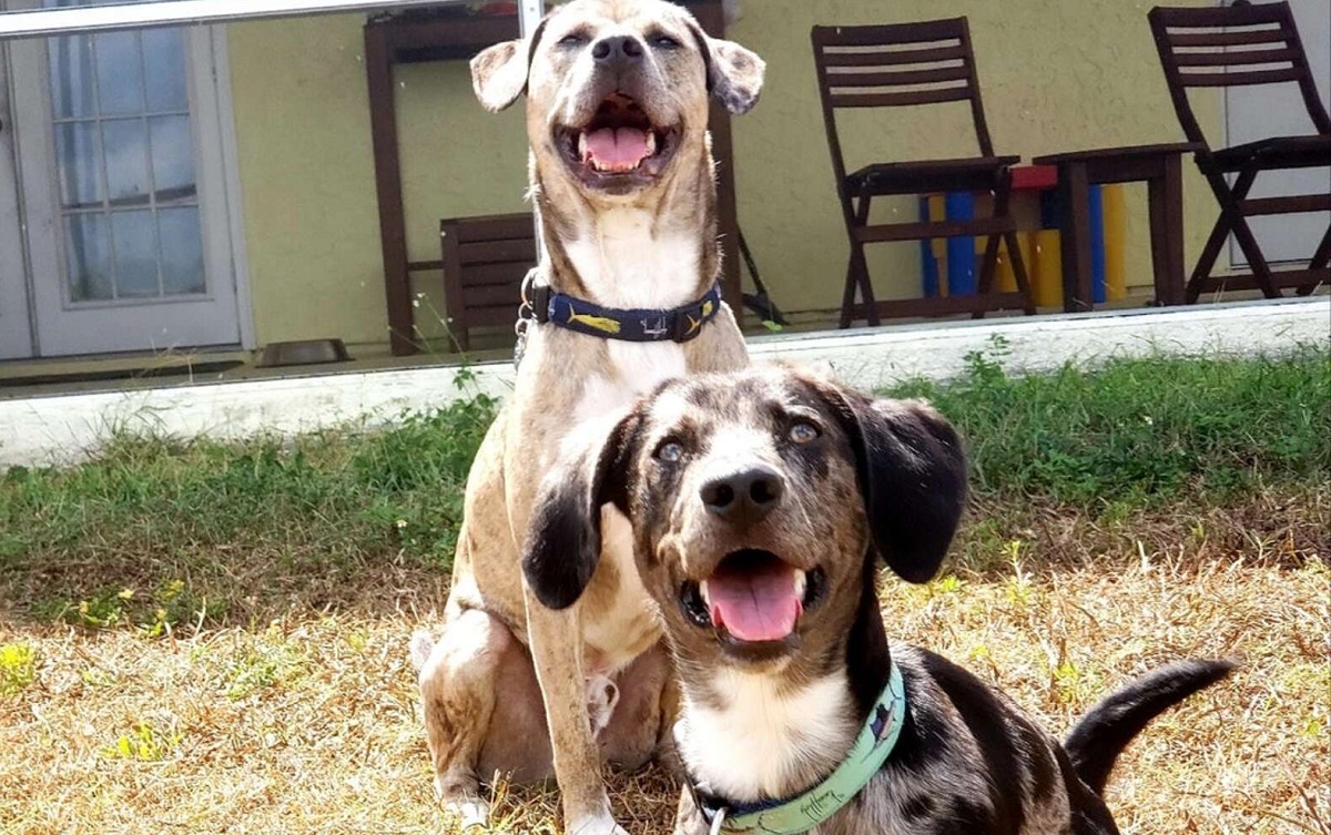 Il video al rallentatore del cane