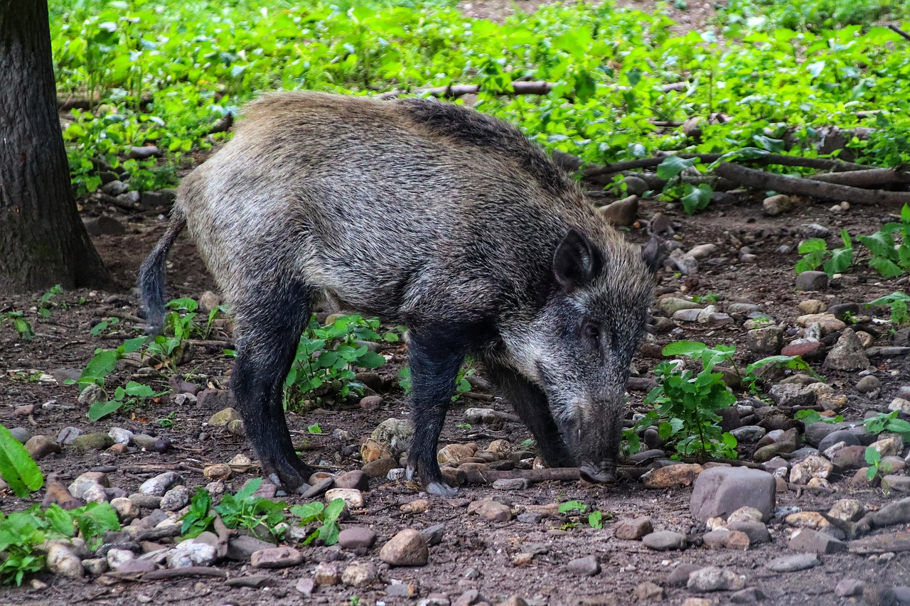 Boar