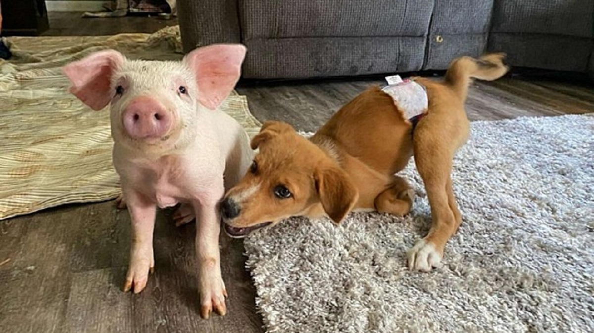 Maialino e cane con bisogni speciali