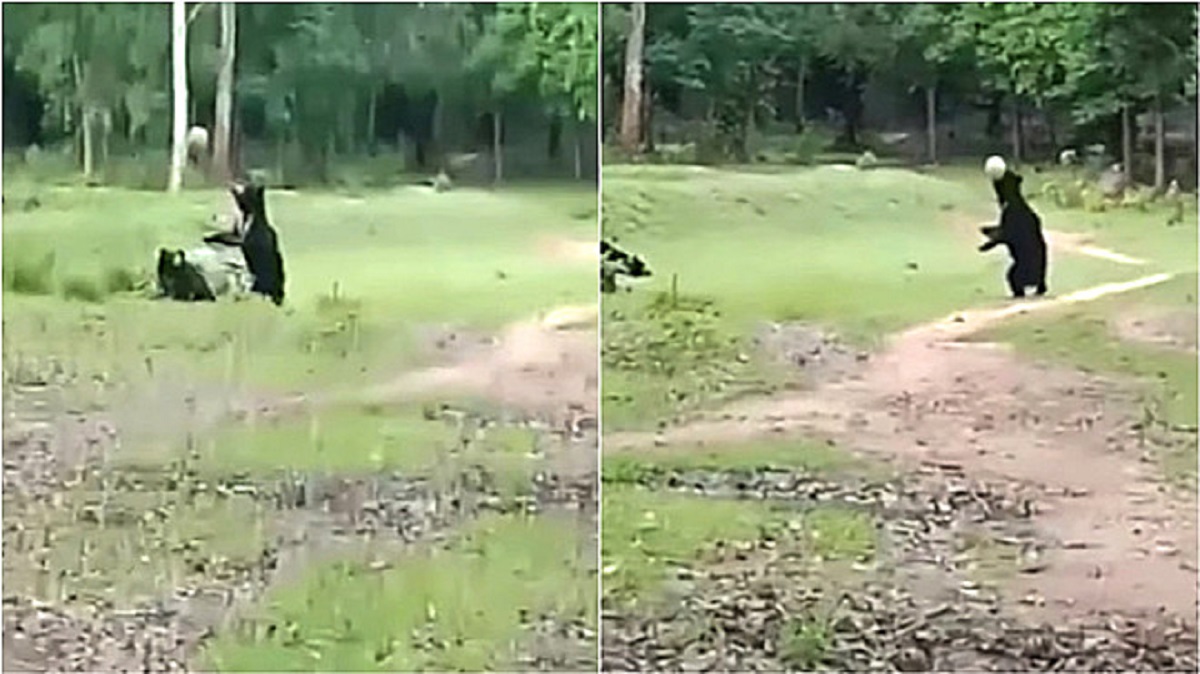 Mamma e orsetto giocano a calcio con la palla