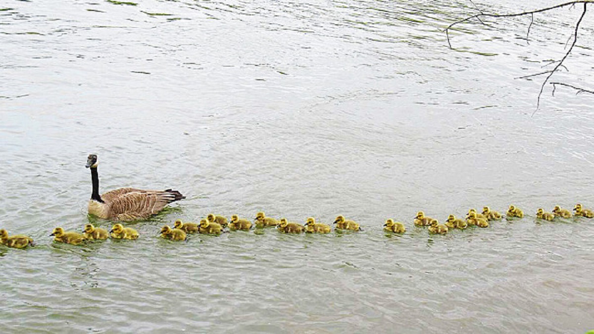Mamma oca cammina con 47 cuccioli
