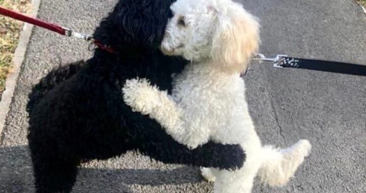 monty e rosie riunione