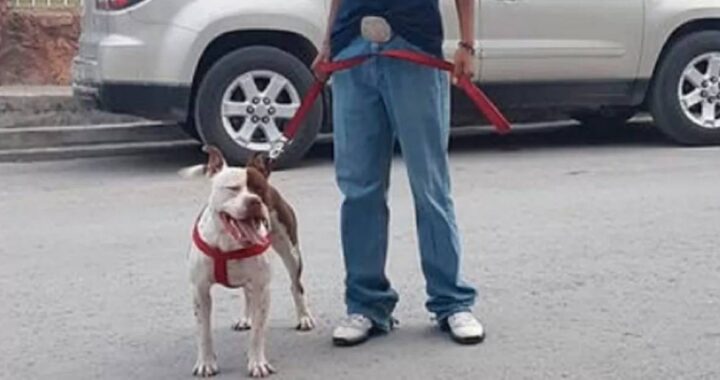 cane