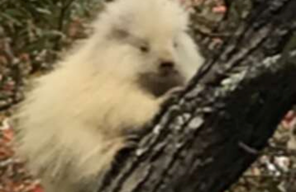 avvistato un porcospino albino