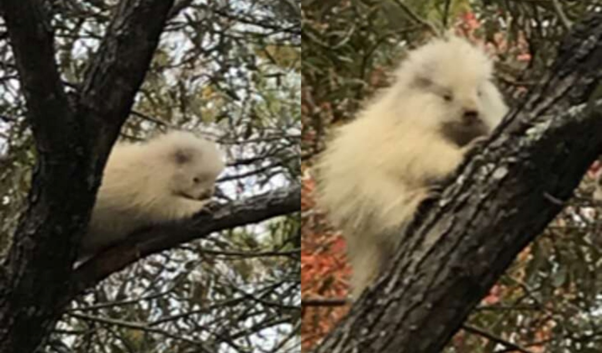avvistato un porcospino albino