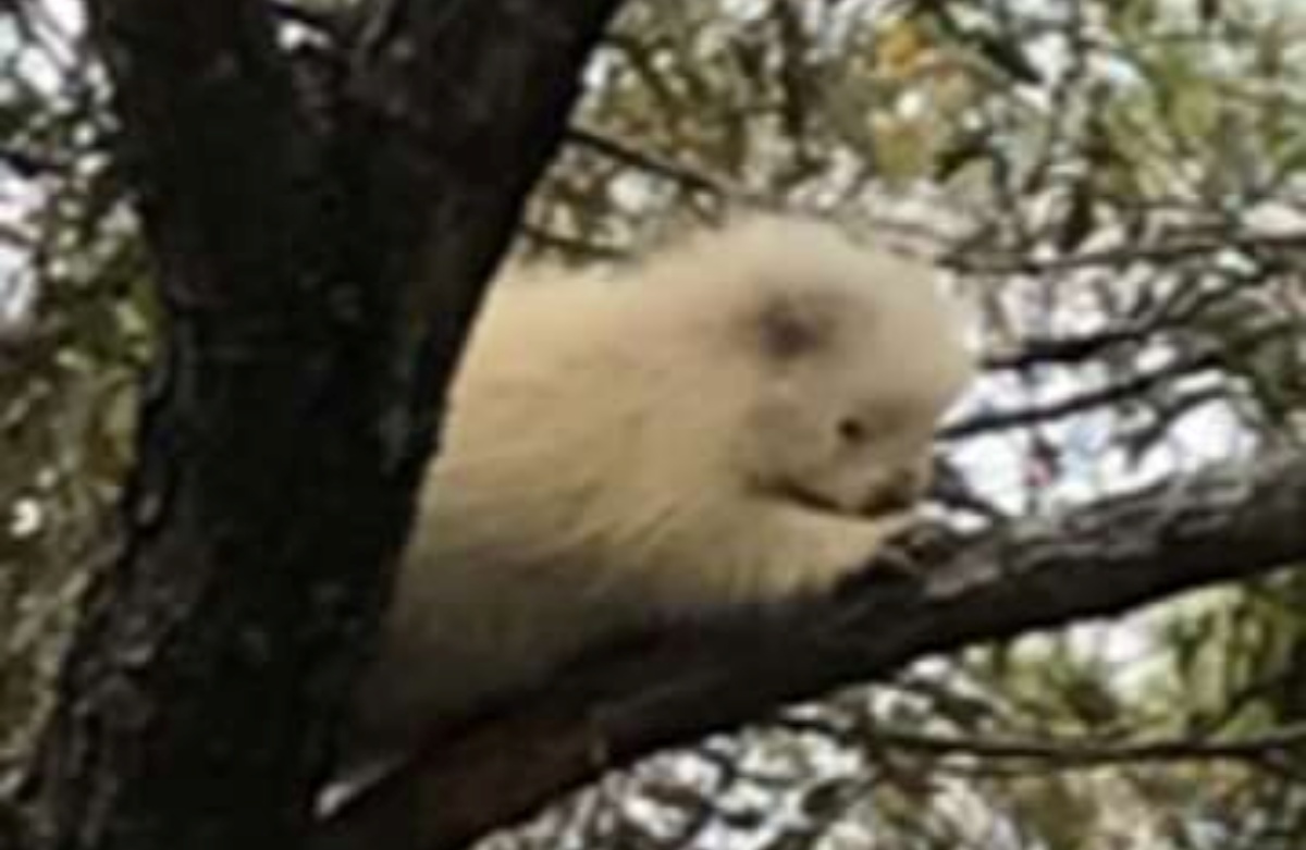 avvistato un porcospino albino 