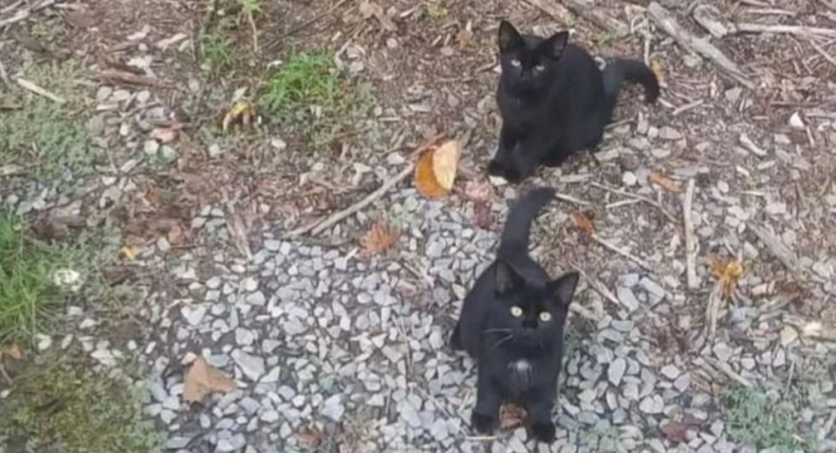 Il nuovo gioco social: quanti gatti riesci a contare?