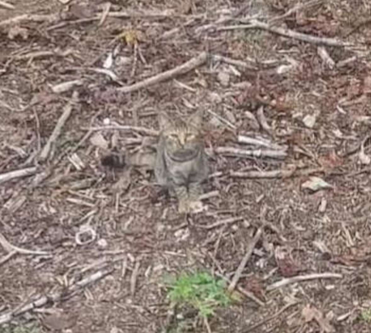 il gioco della foto con quattro gatti