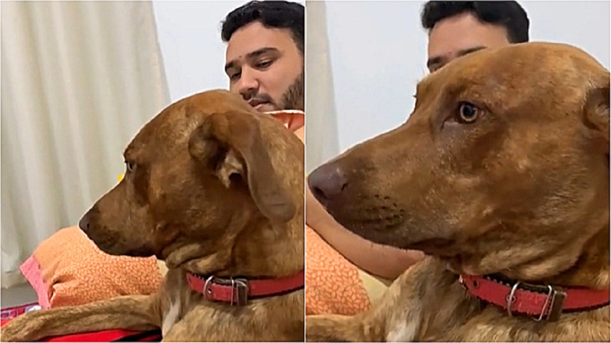 Ragazzo parla con il cane perché vuole sapere alcune cose. E l’animale gli risponde