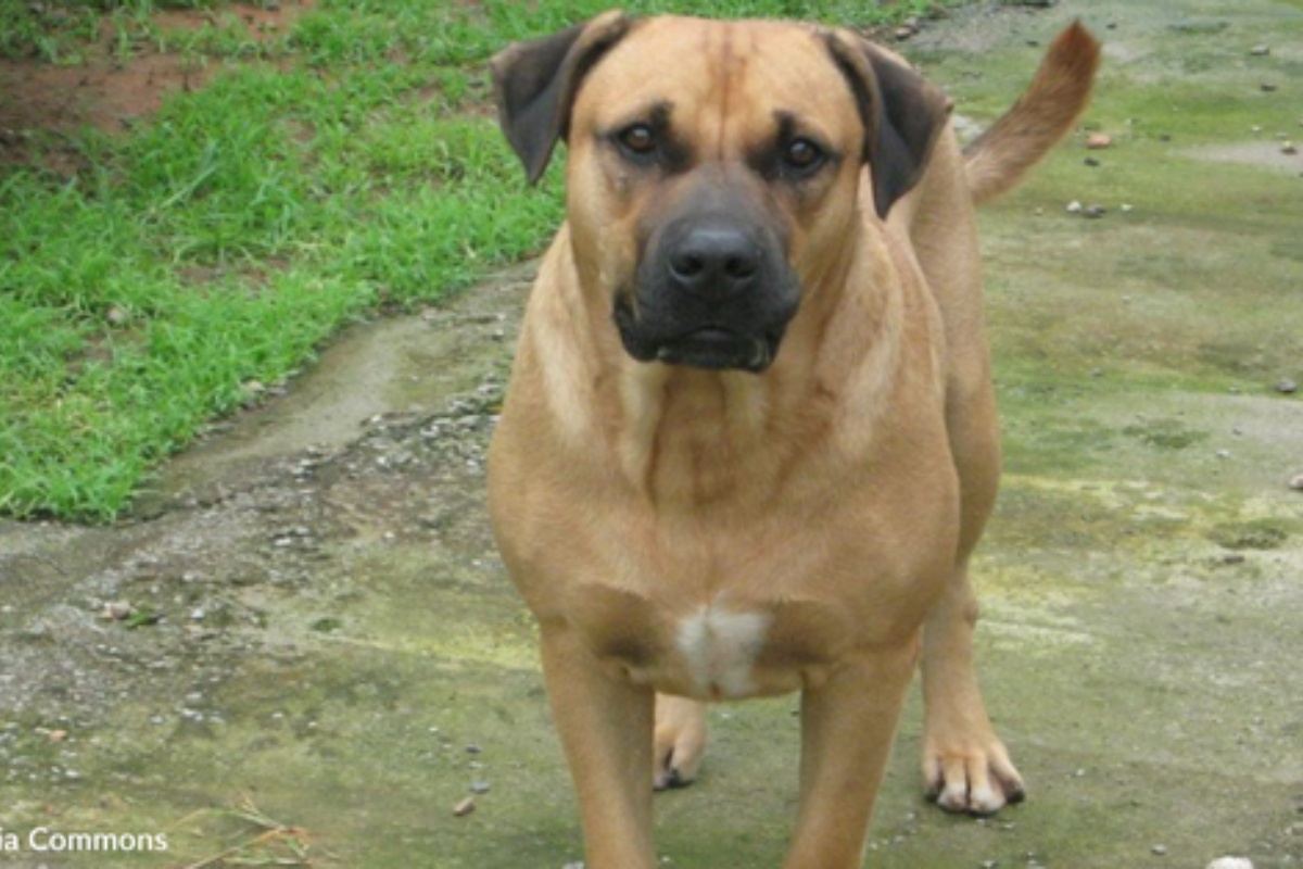 La trasformazione di Rocky, il cane aggressivo che era stato abbandonato in una discarica