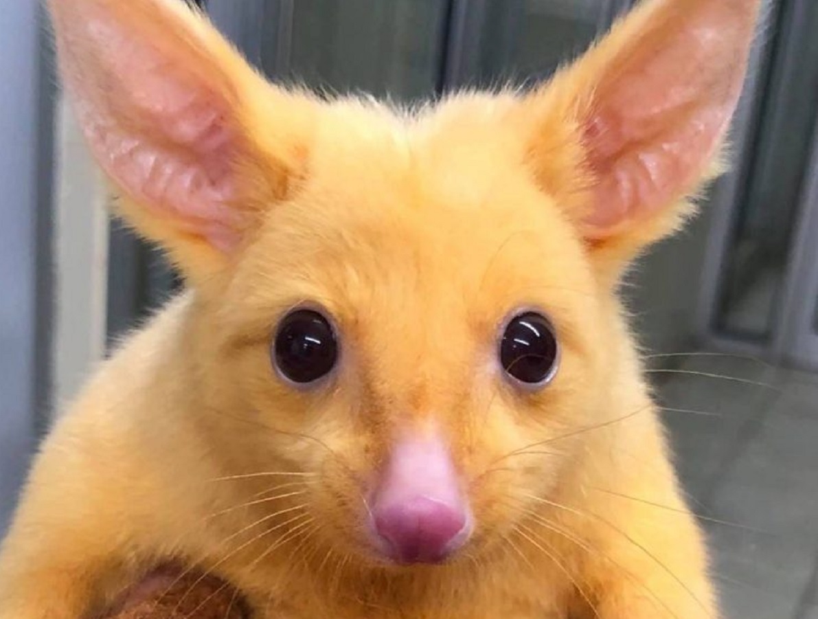 Salvano un raro cucciolo di opossum dorato che sembra un vero “Pikachu”